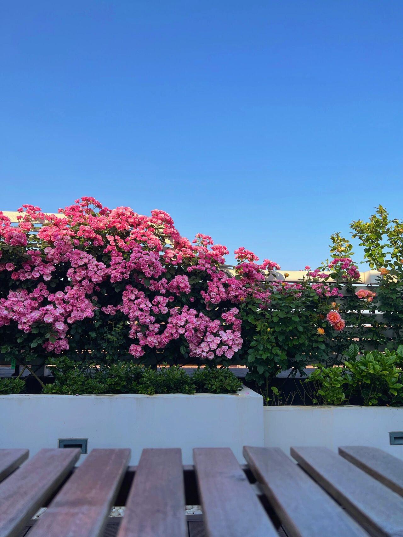 防水|没院子，买栋带露台的顶层，花2.3w把32平露台改造成花园，太美了