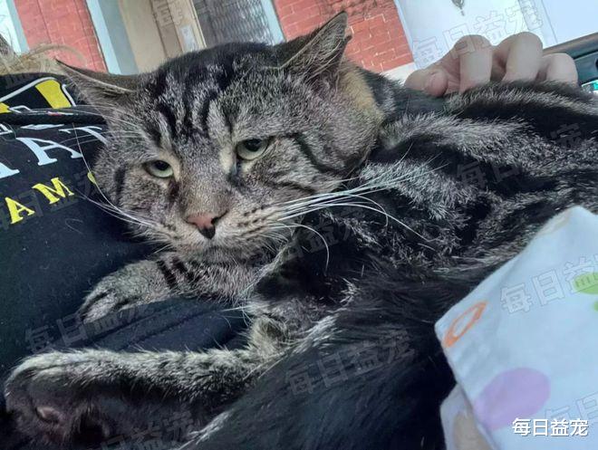 猫界“忧郁哥”走红，沮丧小脸引人注目，被收养后360°大转变