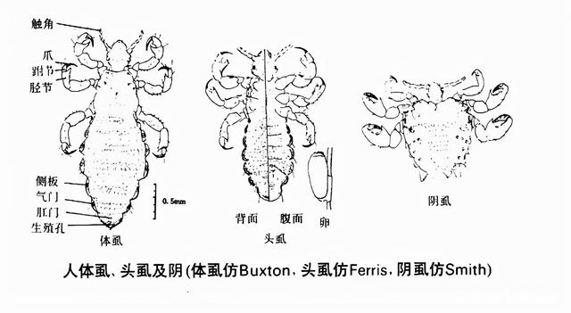 150万年前,人类褪去了体毛,为何近50万年才穿上衣服?