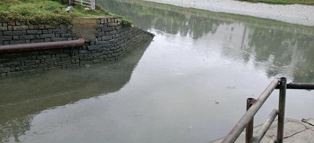 罗非鱼|深圳河道：泛滥的罗非鱼，有人半天钓几十斤，用漂白粉泡过才吃？