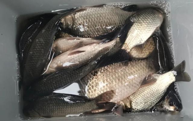 |老钓位和新钓位哪个更好？别盲目从众，根据自身情况选择最靠谱