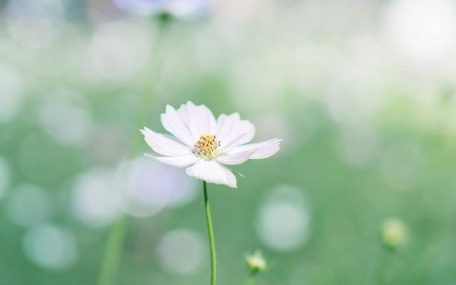桃花朵朵开|春节前，财势汹涌，好运不断，事业蓬勃发展，翻身当老板的3星座