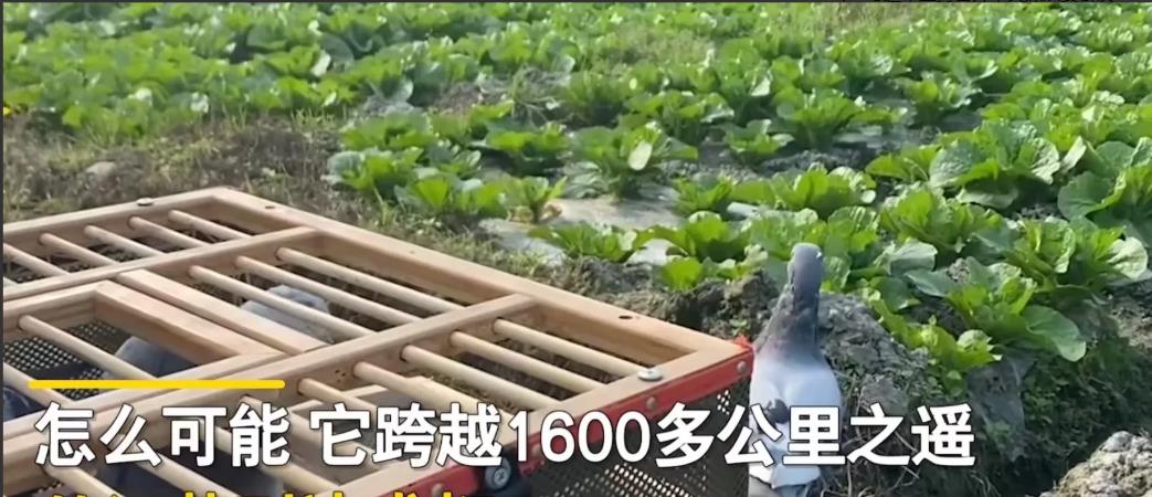 四川成都,一小哥把自己养的鸽子卖到了江苏,可万万没想到,交易完成货还在!