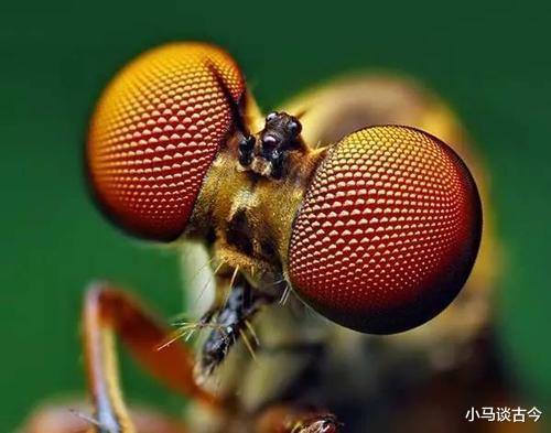 世界上眼睛最多的生物是什么?