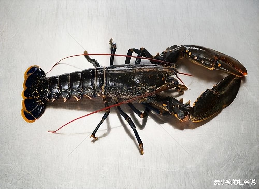 偷梁换柱?男子带独须龙虾去餐馆加工,上菜后发现虾须又长出来了