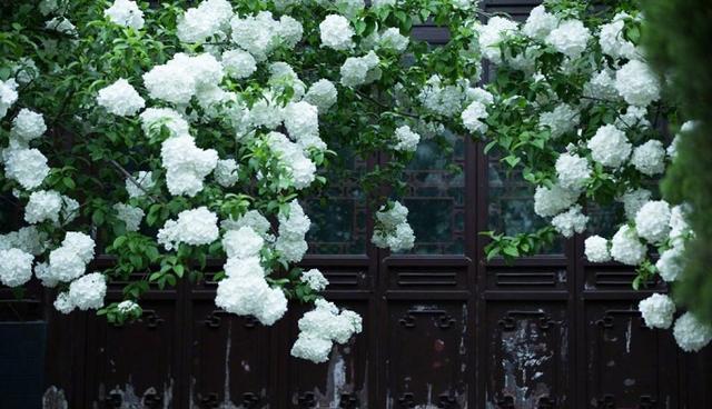 上海市|上海“最美”的古典园林，“五月花神”即将盛开，游园赏花两不误