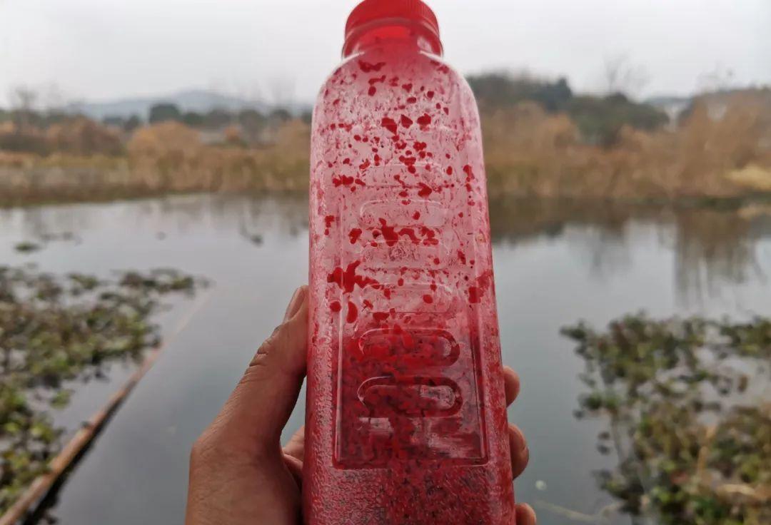 |天气一冷就封竿?那你就亏大了,冬钓鲫鱼有5大好处