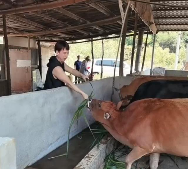 明星|8位明星下乡干农活：60岁曹荣喂猪、赶牛，王艳带手套摘豆角