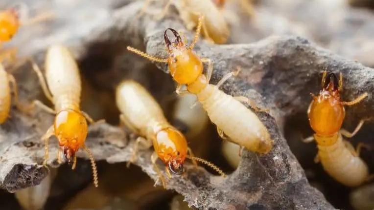 这种虫近期暴发，对人有危害吗？如何防范？