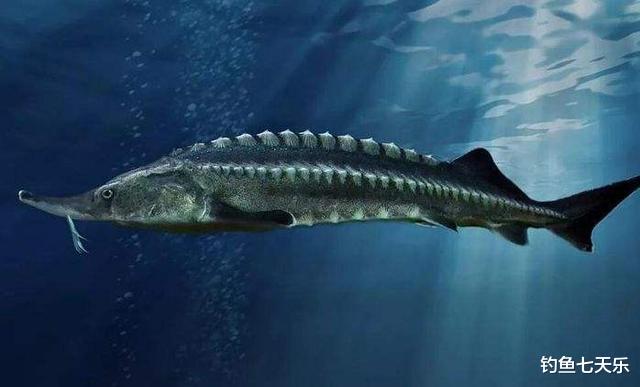 重庆|重庆男子钓获“国保”鱼种,不顾劝阻将其带走,被同行钓友举报