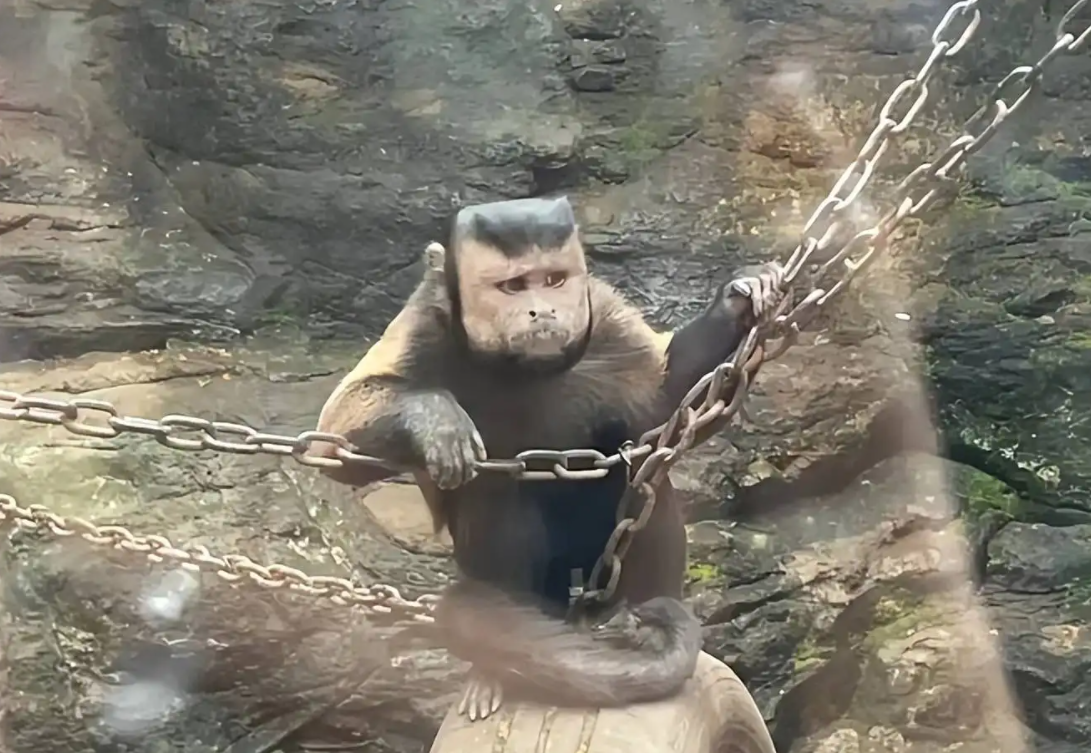 动物园出现一“国字脸”猴子，满脸络腮胡，人们担忧的事还是来了