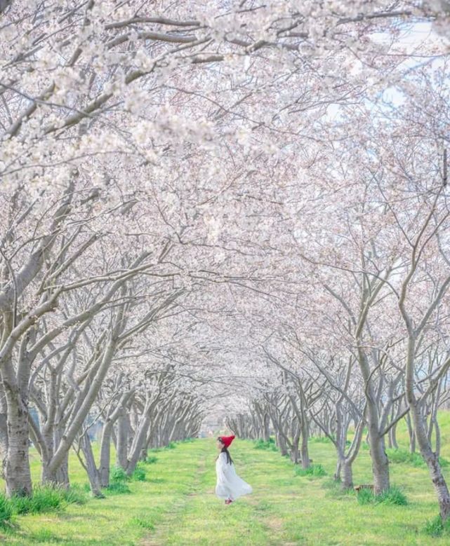 宫崎骏|日本爸爸把女儿拍成宫崎骏动画，治愈无数人，每天都有上万人催他晒娃！