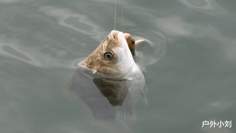 清明节|春季钓鲤鱼,注重饵料的搭配使用,上鱼快鱼获多