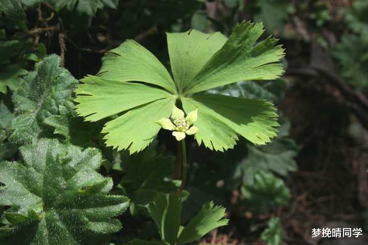 秦岭发现奇特植物,只有一叶一花,很娇弱却从恐龙时代生存到现在