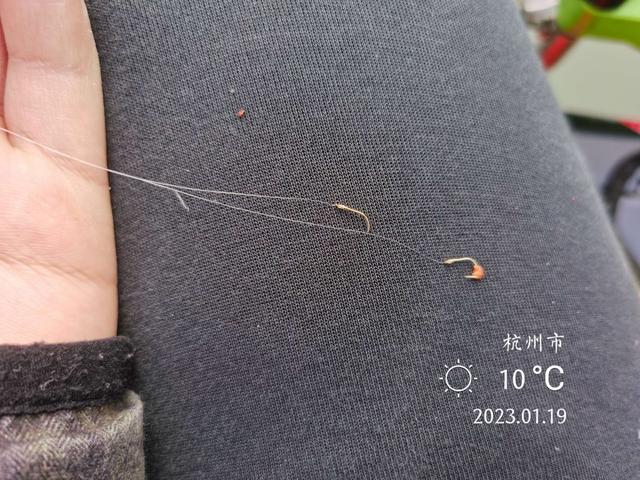 鲤鱼|新年作钓小河边，暖阳鲫鲤来报到