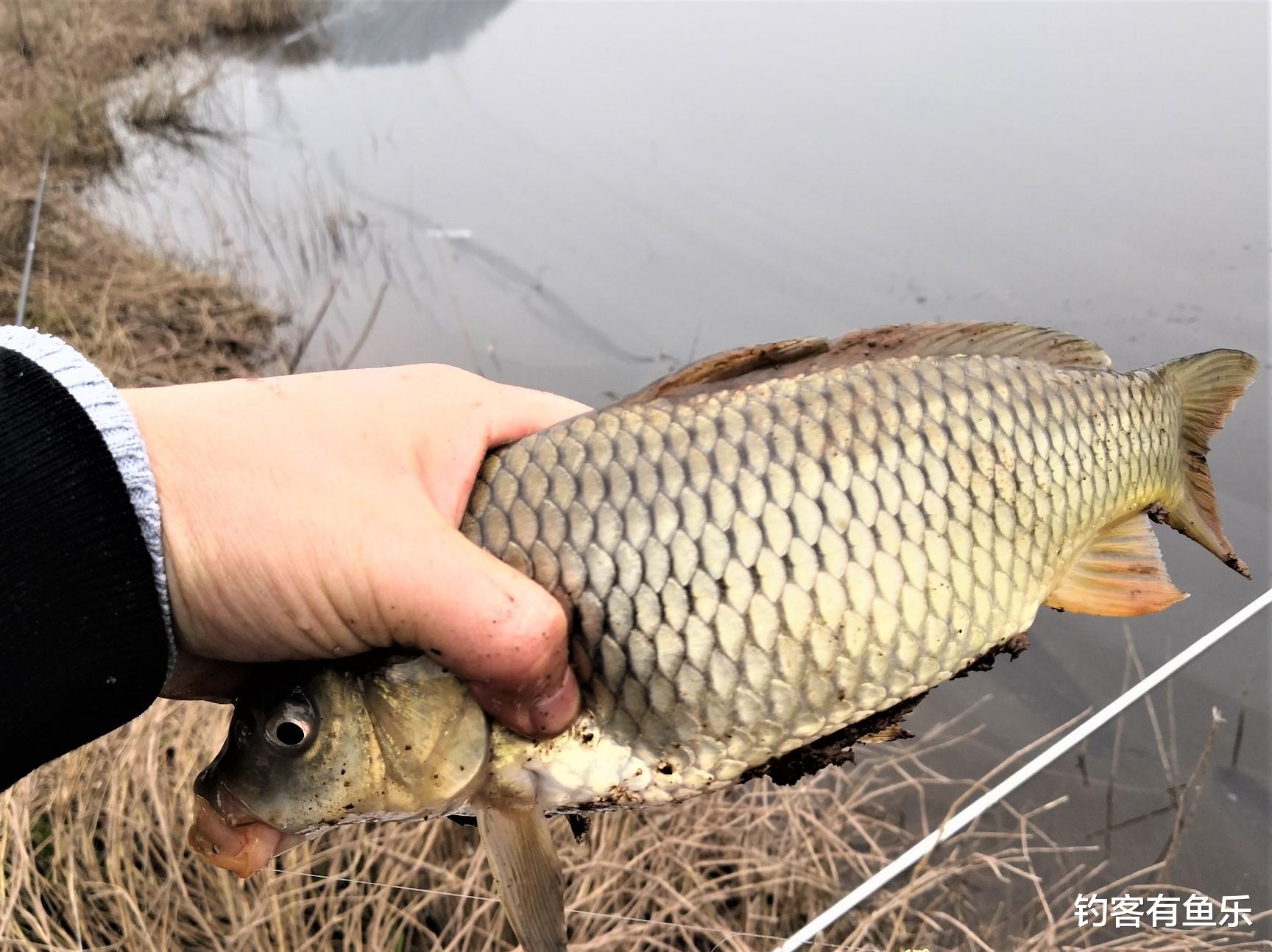 饵料|春季钓鱼怎样钓鲤鱼?要想钓得多,牢记这“4钓4不钓”