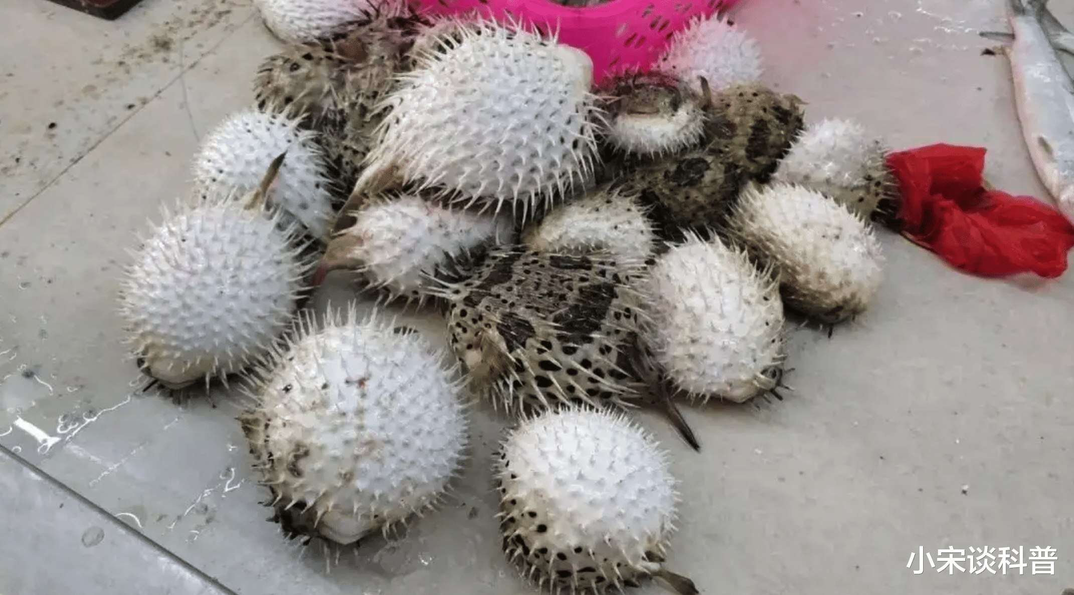 动物科普:富含胶原蛋白的鱼,是一个不好惹的“刺头”-六斑刺鲀