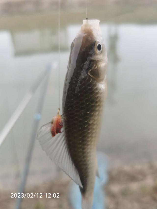 |作钓、考察又做酒米，钓鱼人的生活乐趣多多。