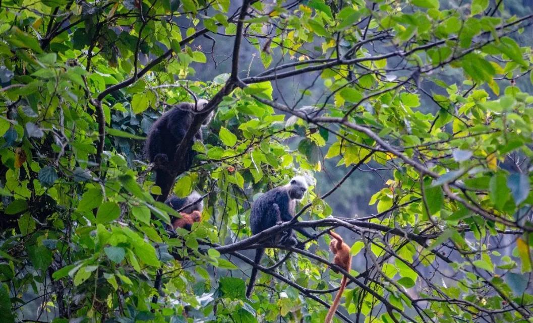 柿子|广西-崇左八景