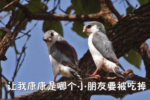 长着呆萌可爱的脸,做着凶猛的事,这种毛茸茸的小鸟表里不一