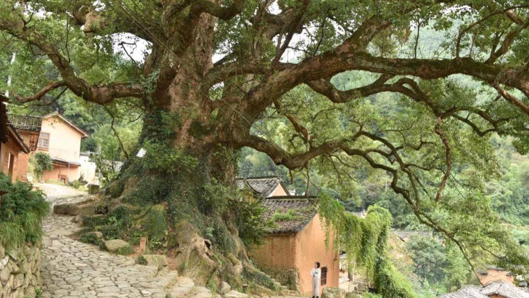 |浙南这座360年历史的古村，由于风景太治愈，意外成为网红！