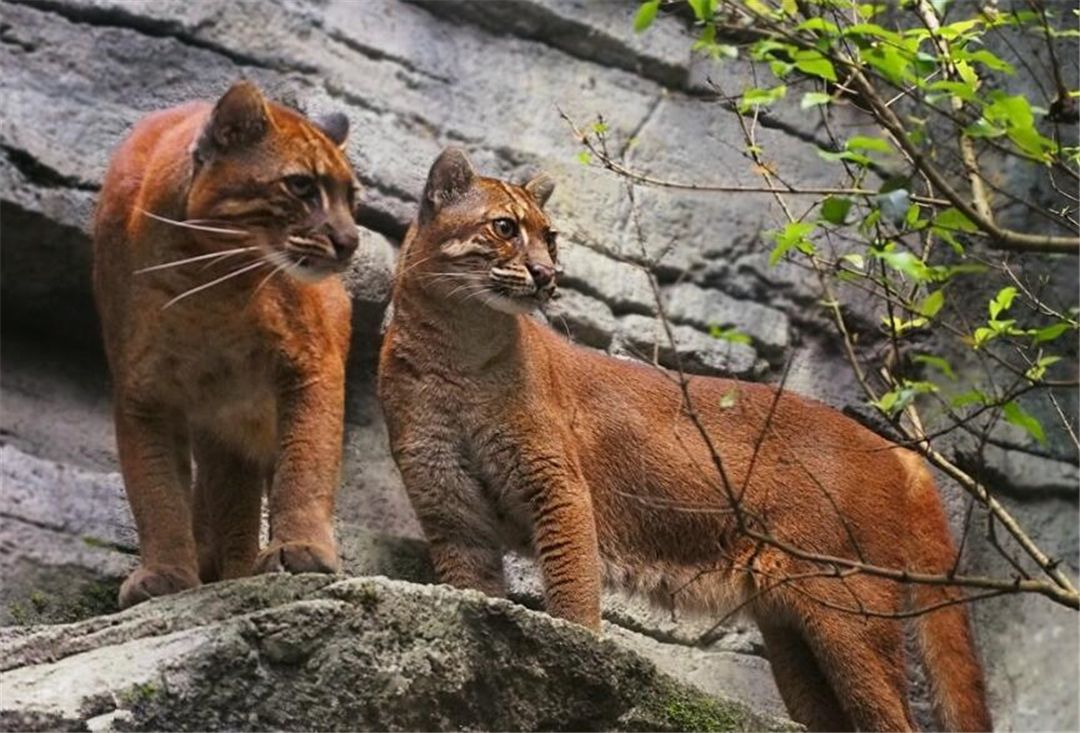 ?秦岭出现亚洲金猫,真是传说动物“彪”?能控制泛滥的野猪吗?