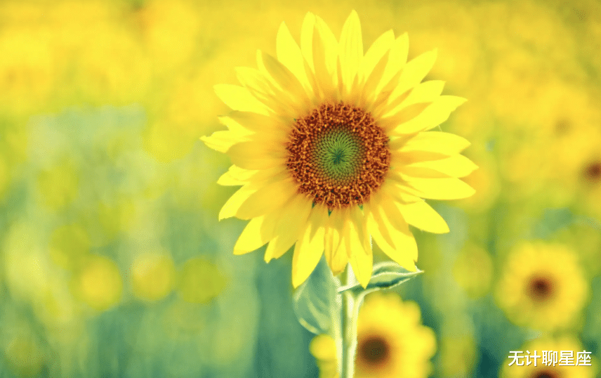 最佳女婿|明年，4个星座，勇于冒险，职场上会大展拳脚，步步高升