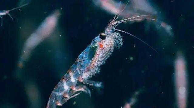 南极磷虾,世界上最成功的物种