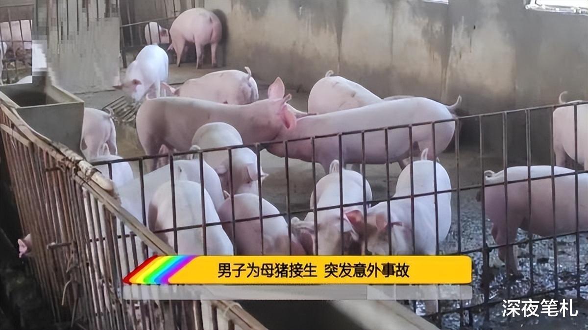 黑龙江哈尔滨,男子半夜为母猪接生,结果自己却遭遇不测意外身亡
