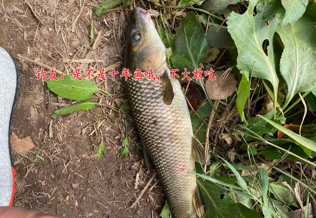广东省|鲤草杂交?男子钓获奇鱼,草鱼身鲤鱼头,男子:担心是保护动物
