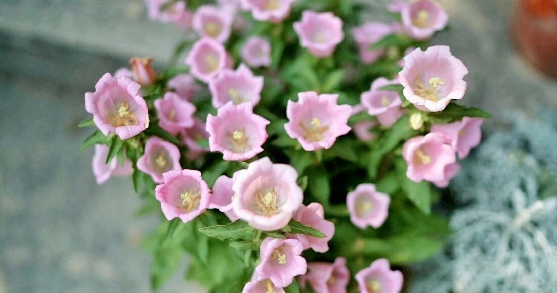 DIY造园:自己设计打造100㎡花园,不需要花太多钱,但充满成就感