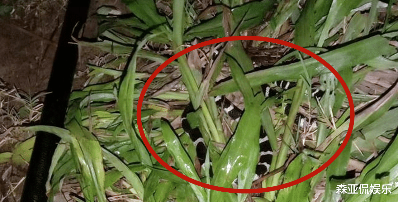 智商税|广东男子夜钓打瞌睡，银环蛇趴在他脚边睡着了，网友：与死神擦肩