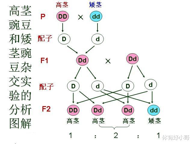 人类起源问题最大骗局,存在了100多年,3亿年前我们真是一条鱼?
