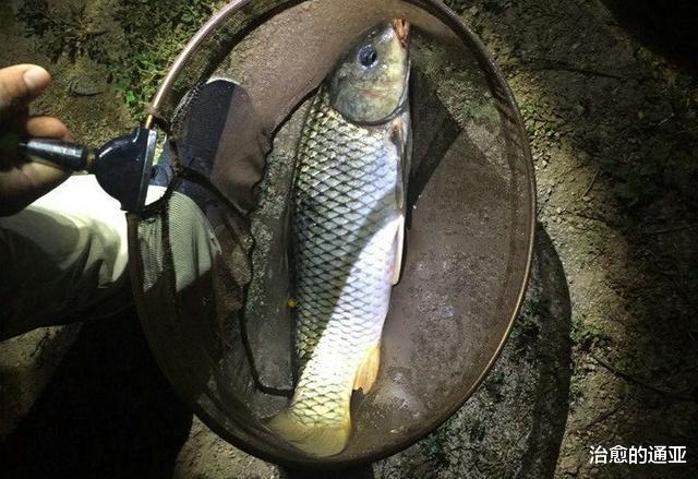 巴马|“夜钓死鱼口,阎王在招手”,男子深夜钓到死鱼,宣布不再钓鱼