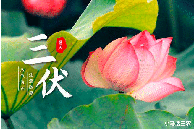 夏至将至,40天超长三伏天即将来袭,今年啥时候入伏?快来看看!