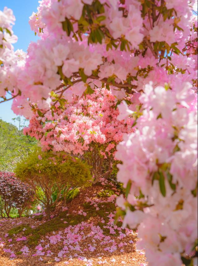 北京市|陌上花开，浪漫花海世界席卷而来，打卡属于鹏城深圳的春色