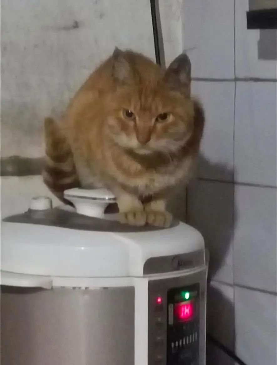 原来开地暖的最大受益者是猫猫！地上已经开始长猫啦！