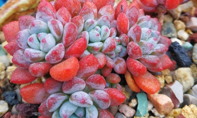 多肉娜娅小精灵——掌控多种颜色的“精灵”,它又叫原始花乃井