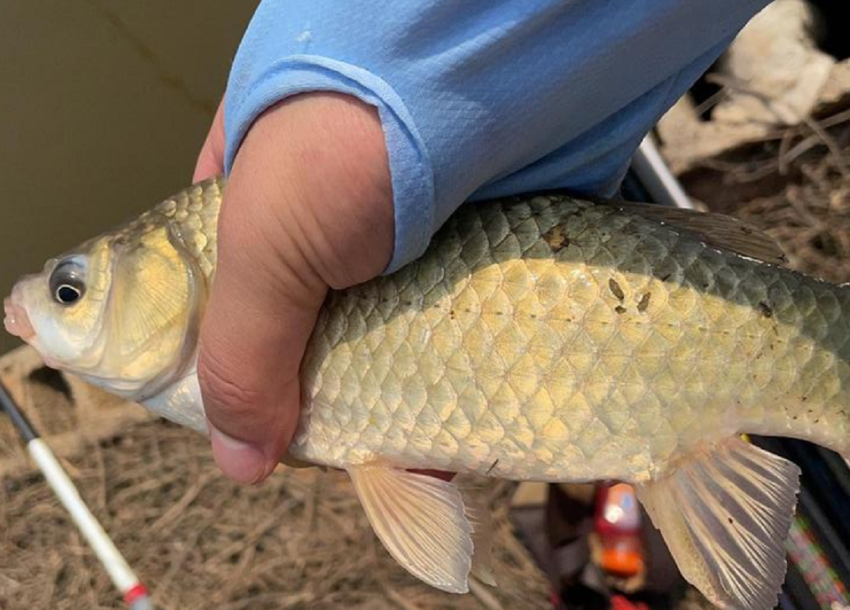 江苏省|疫情期间钓鱼被举报,江苏数钓鱼人河边被抓,举报人是某钓友老婆