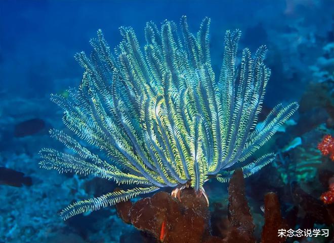 地球文明循环证据被发现?俄渔民意外打捞出2.5亿年前的高科技物品,引发轰动