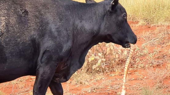 澳洲出现一例母牛吃蛇的现象，是动物进化了，还是食物链要乱了？