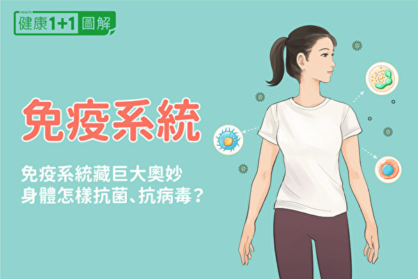 人体的免疫系统是怎么样的