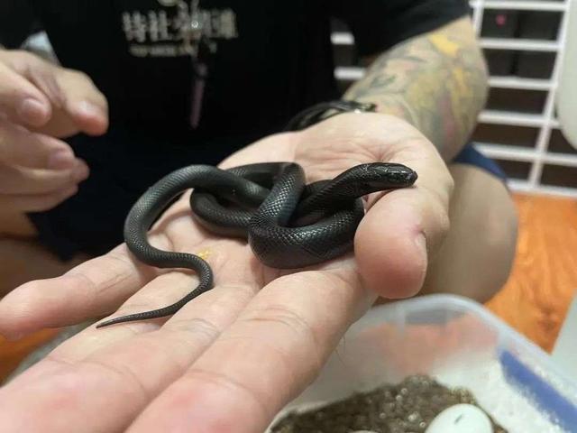 3年「没上班」,我靠养蛇月入十万