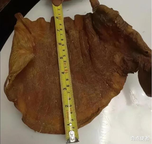浙江男子找到50年前的鱼胶,如今价值上百万,专家:可作传家宝