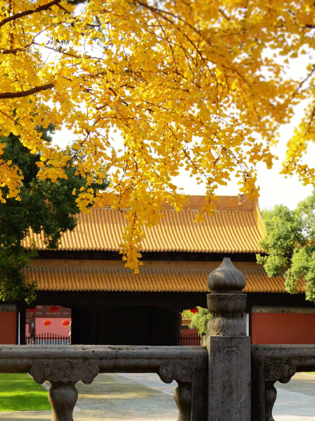 马尔代夫|南京秋天7个银杏打卡地，个个绝美