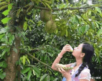 王不留行|女性常吃这种“臭”水果， 具有滋阴作用、治疗痛经的功效