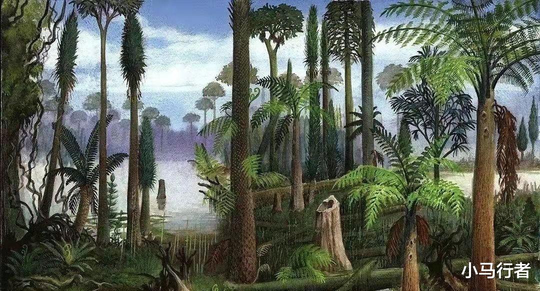 煤层是植物演化而来的?那百米厚的煤层,需要多少植物堆在一起?