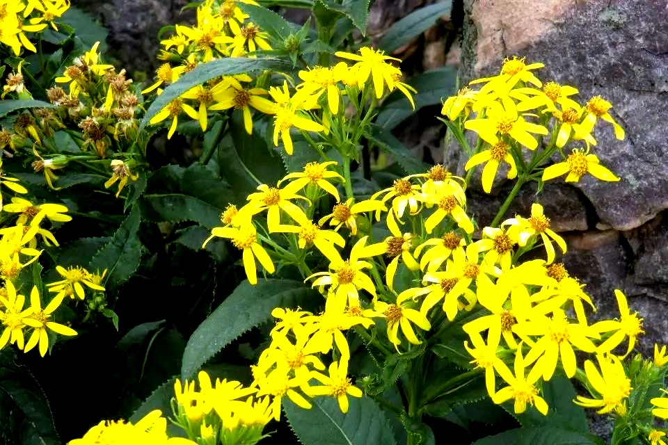 草原|舜王坪风光无限（一）——14年，开车游舜王坪