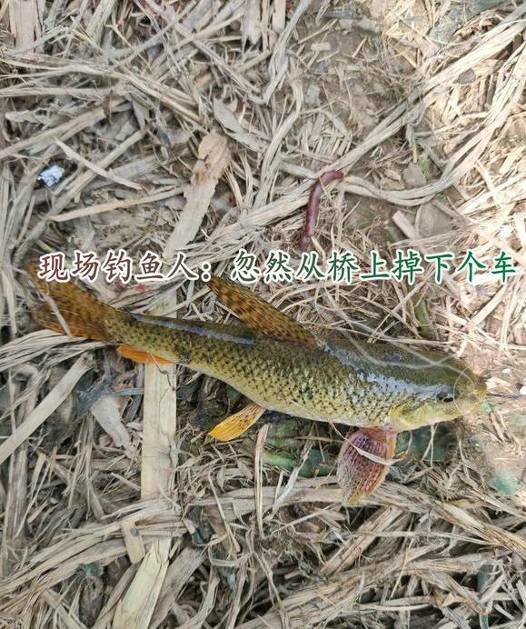 货车|河南钓鱼人河边钓鱼，天上忽然掉下一辆货车，网友：万万没想到