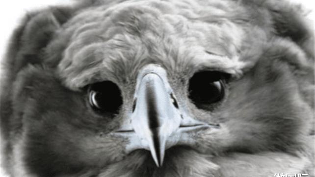 世界上最大的雕，大家都以为是人扮演的，其实它是一只真正的鸟